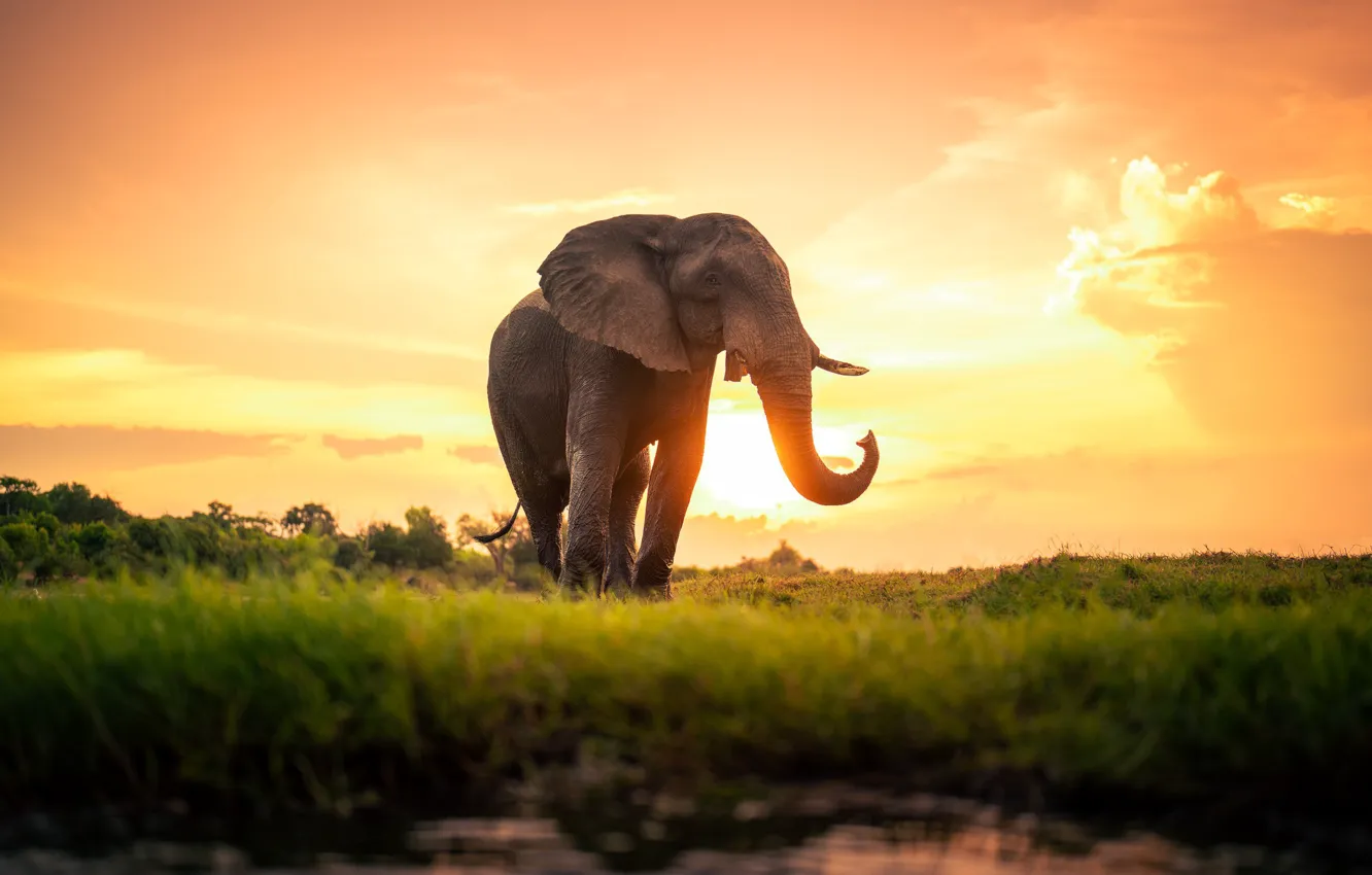 Photo wallpaper sunset, elephant, Africa