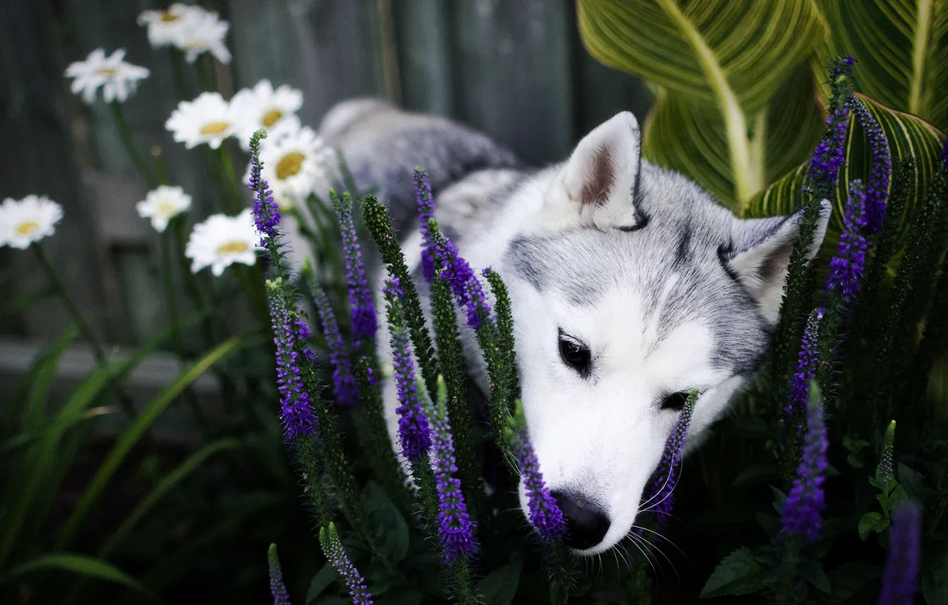 Photo wallpaper flowers, dog, garden, nose, puppy, flowerbed, husky, sniffing