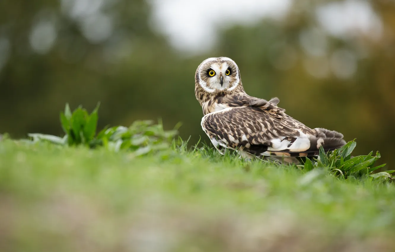 Photo wallpaper grass, look, owl, bird, glade, bokeh