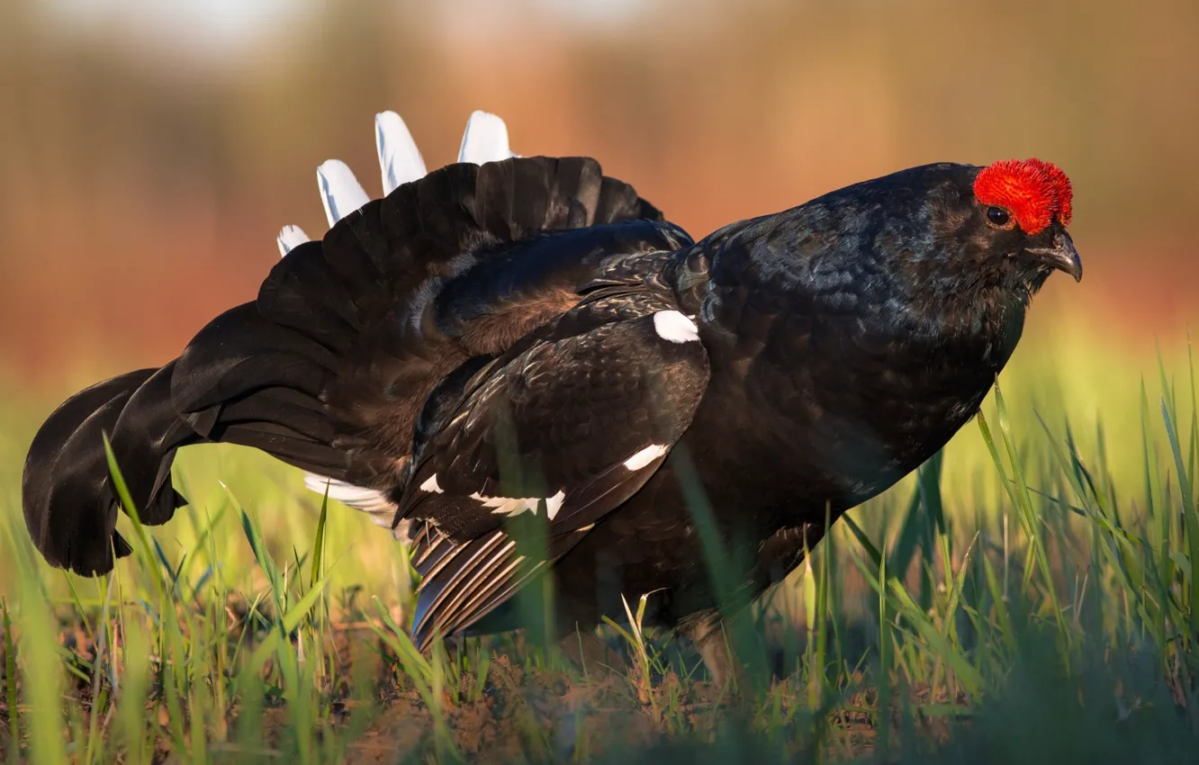 Photo wallpaper grass, nature, bird, grouse, Kosach
