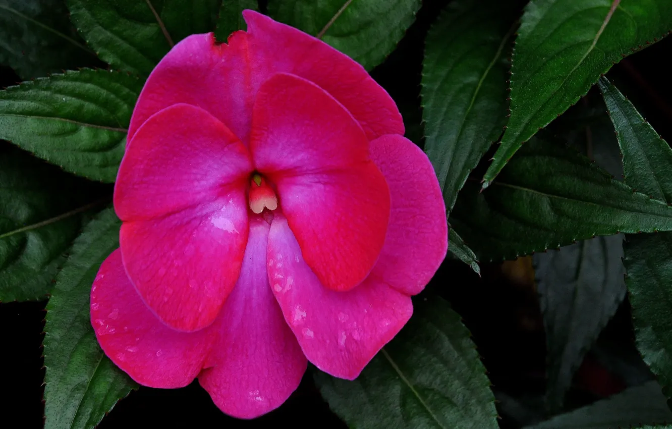 Photo wallpaper leaves, flowers, raspberry, Balsam