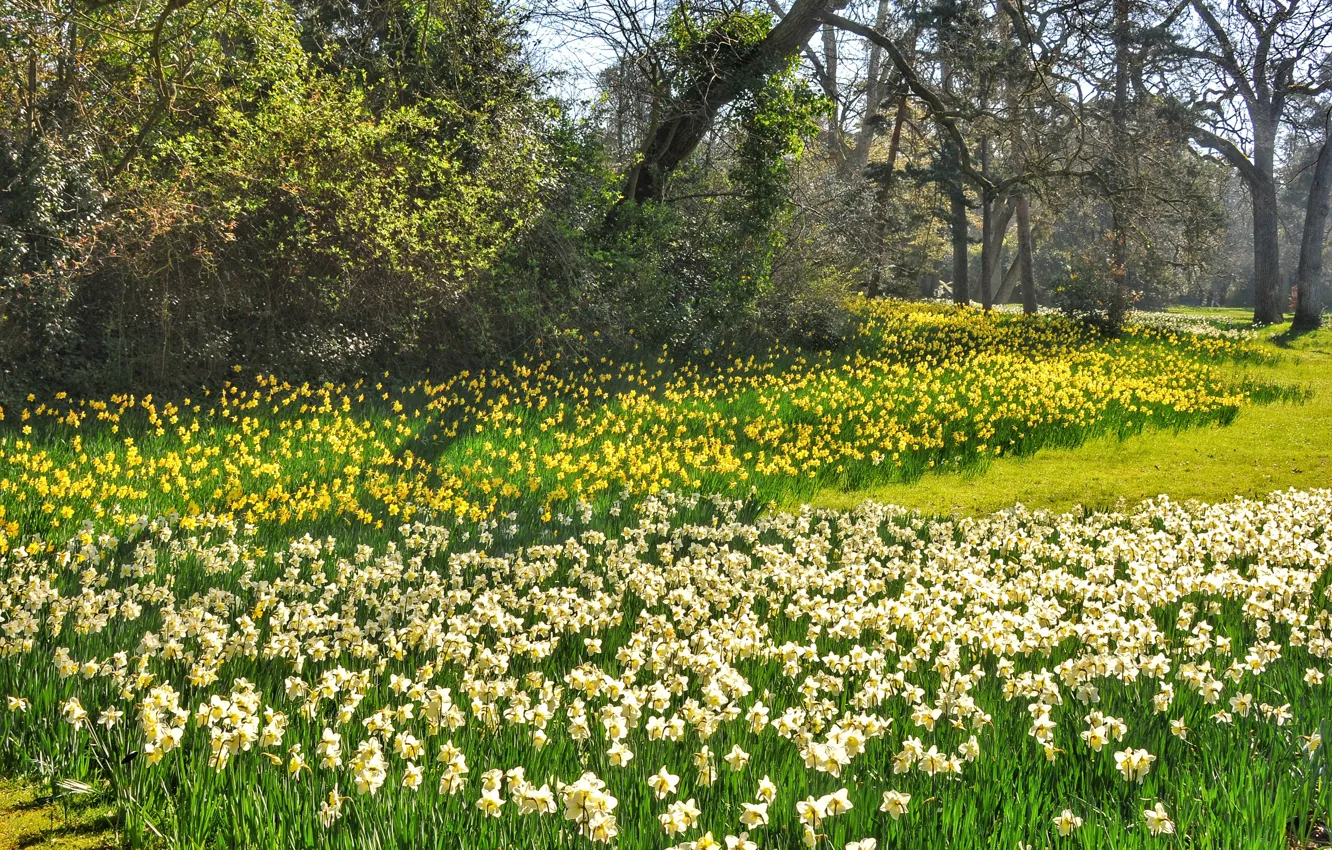 Photo wallpaper flowers, Park, glade, spring, a lot, daffodils