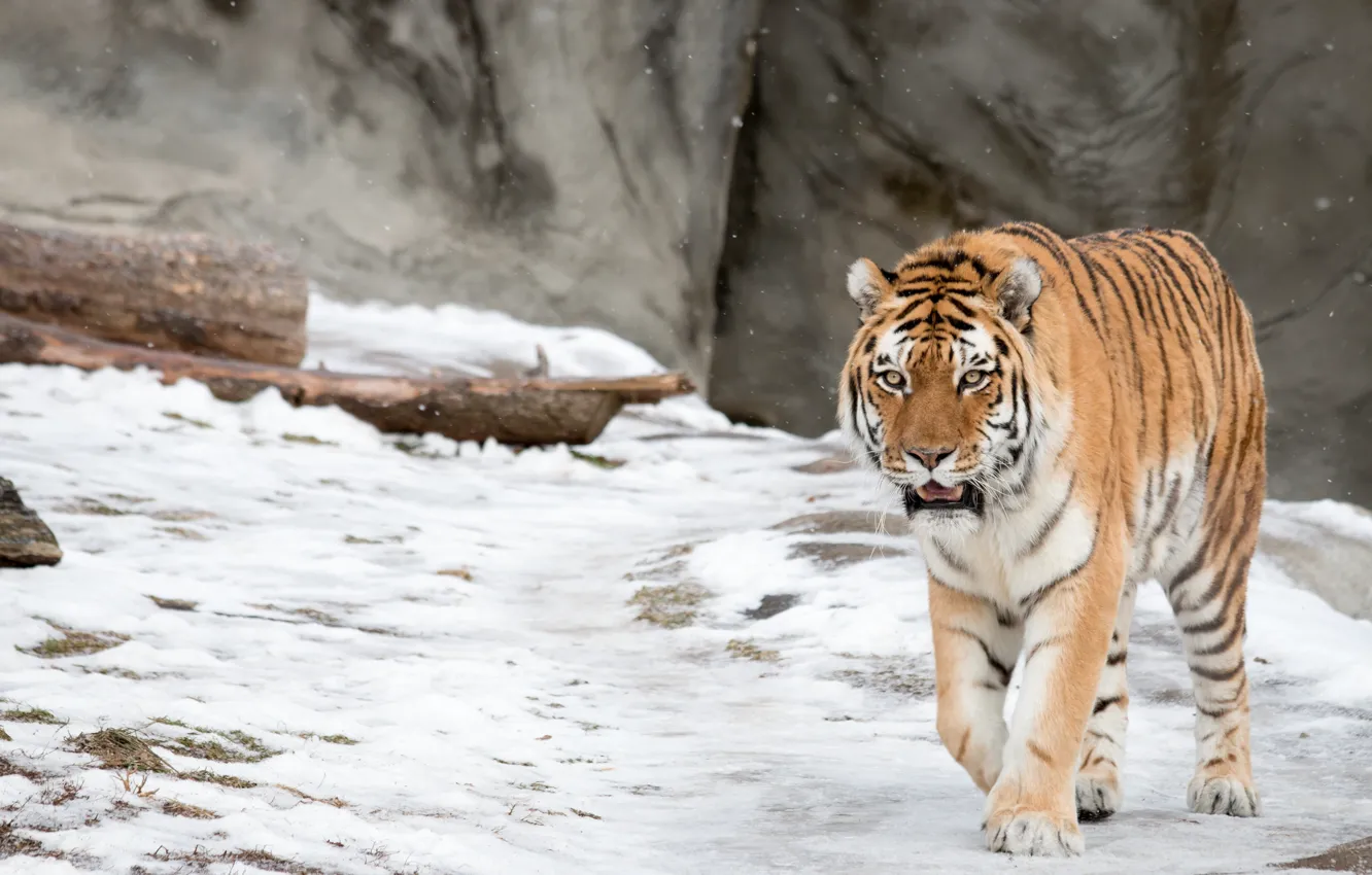 Photo wallpaper winter, snow, wild cat, the Amur tiger