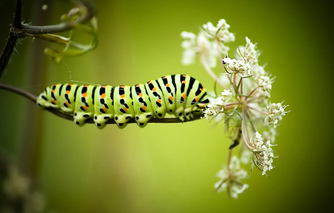 Photo wallpaper flower, macro, caterpillar, Papilio machaon caterpillar