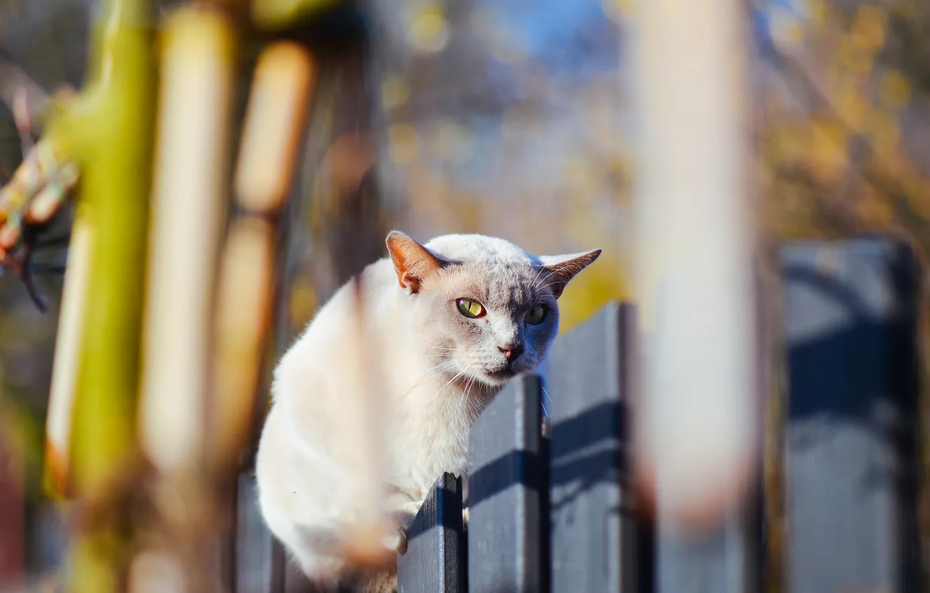 Photo wallpaper cat, cat, look, the fence, Koshak