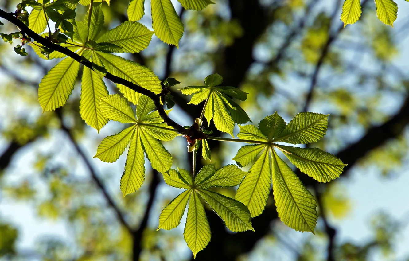 Photo wallpaper leaves, macro, nature