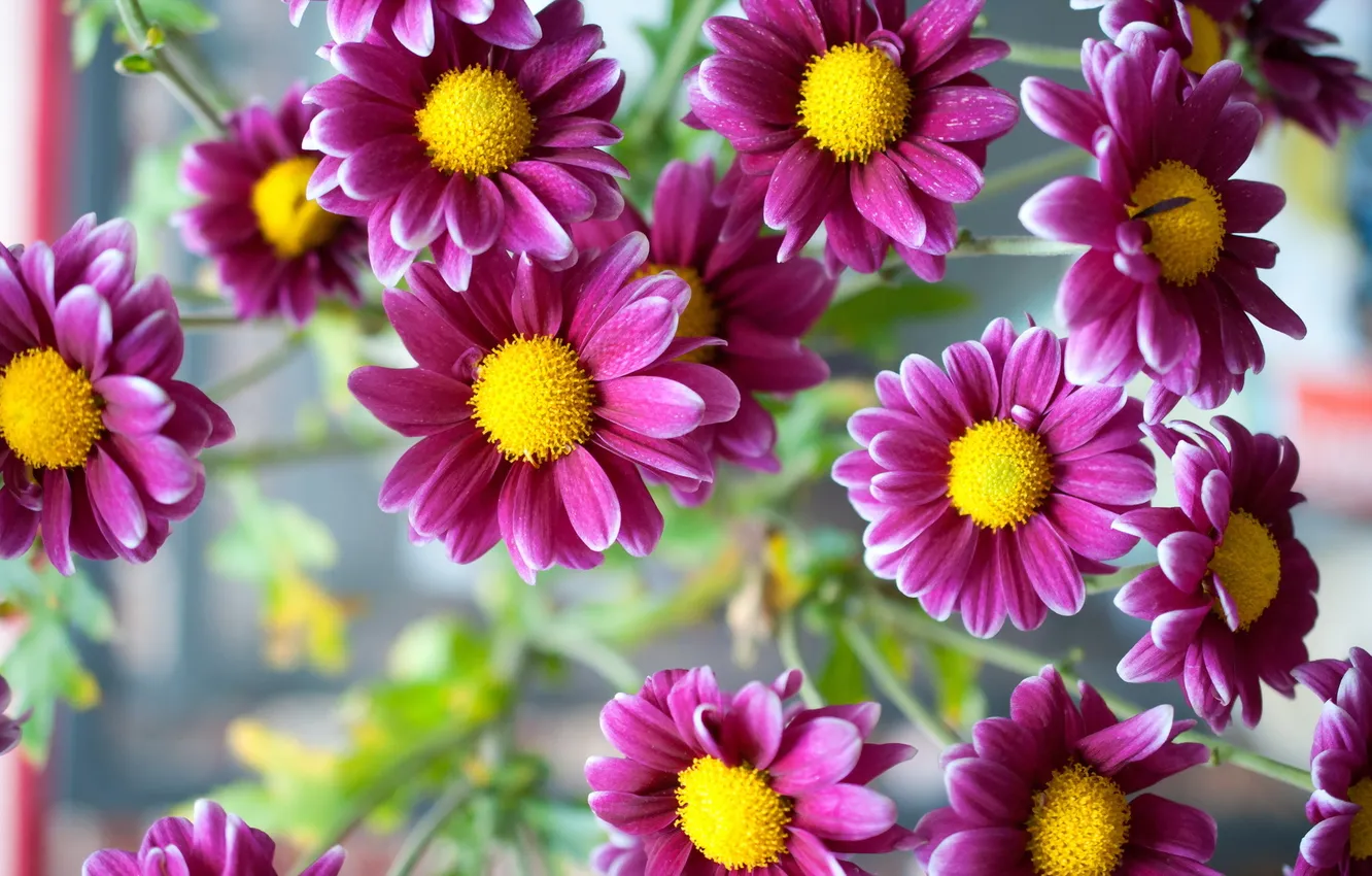 Photo wallpaper flowers, nature, Pink Daisy