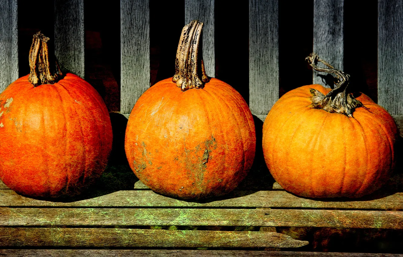 Photo wallpaper pumpkins, storage, stalks