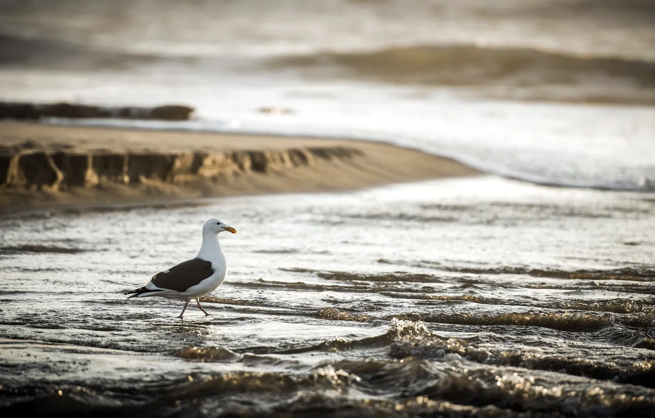 Photo wallpaper beach, ocean, California, seagull, Pacific, San Gregorio