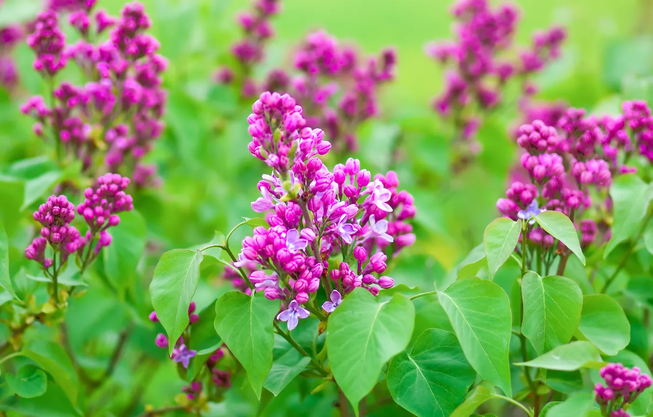 Photo wallpaper flowers, green leaves, spring, lilac