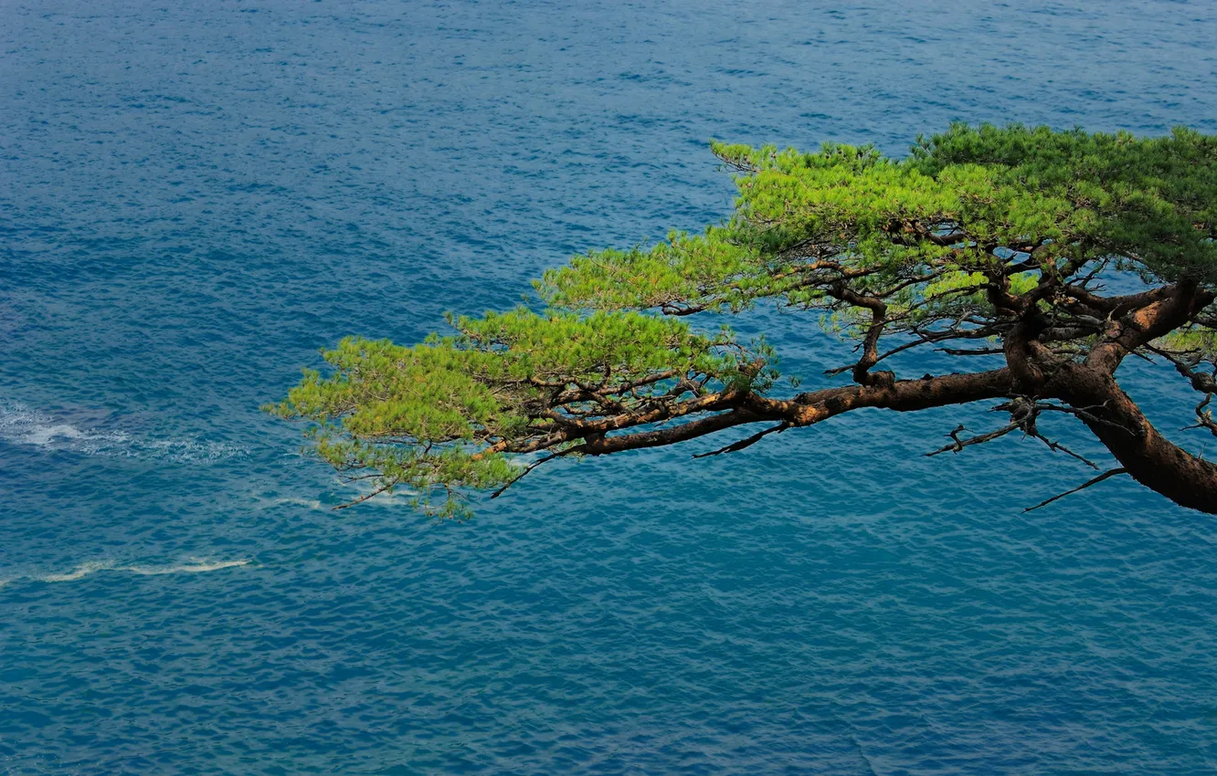 Photo wallpaper sea, Japan, pine