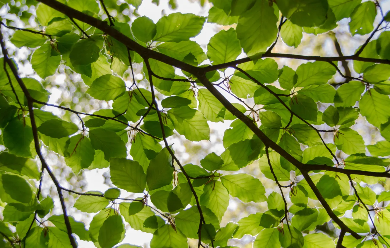 Photo wallpaper green, leaves, tree, branch