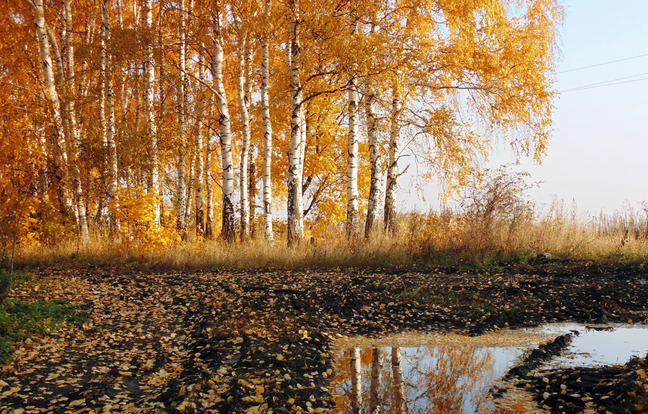 Photo wallpaper road, autumn, nature, birch