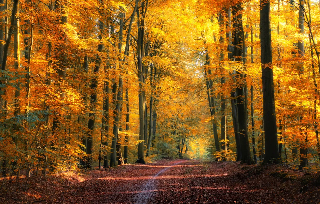 Photo wallpaper road, autumn, forest, foliage, OGP Brede