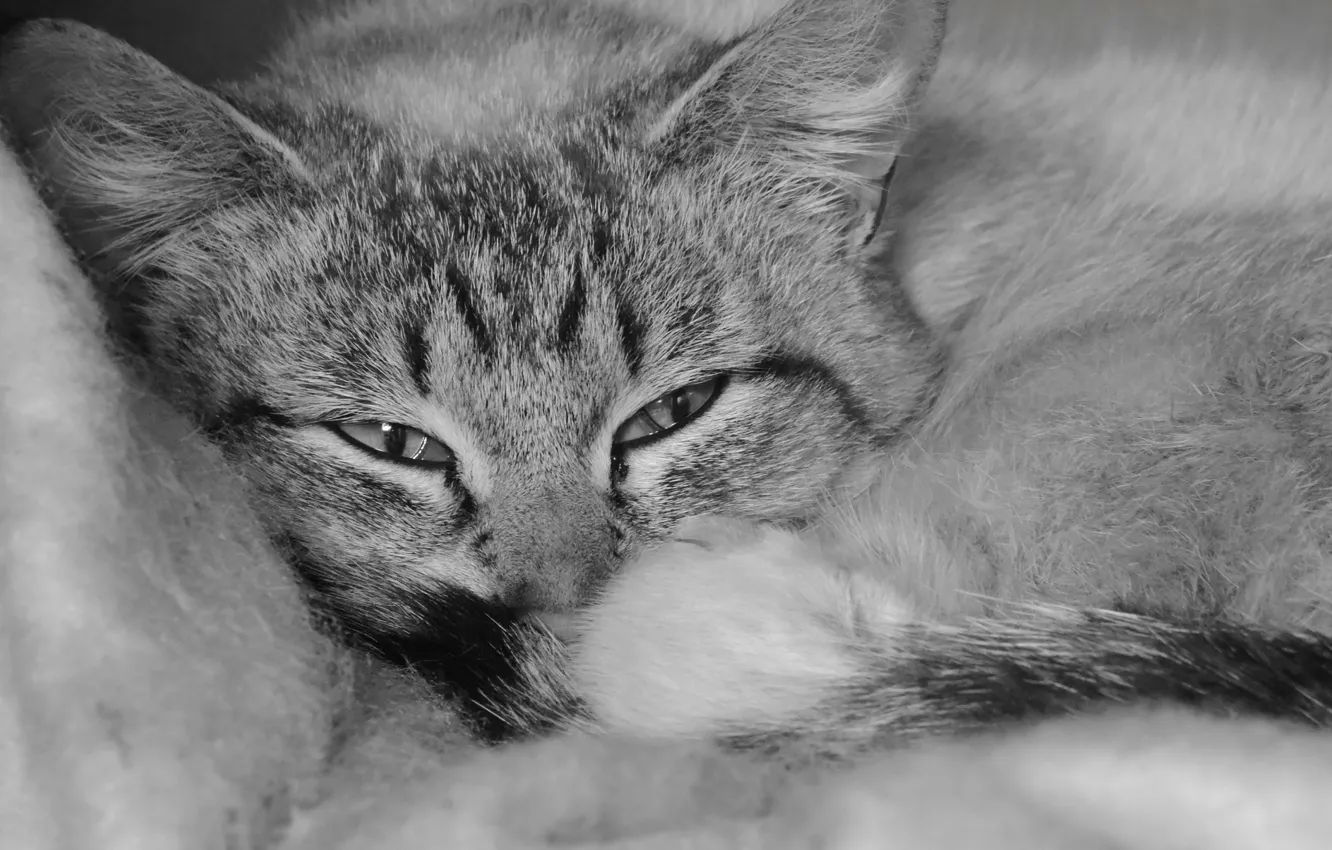 Photo wallpaper cat, kitty, h\b
