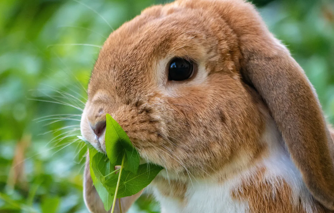 Photo wallpaper look, leaves, close-up, background, portrait, rabbit, fold, muzzle