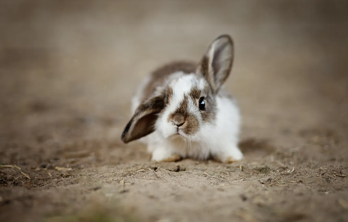 Photo wallpaper look, rabbit, baby, face, Bunny, ears, bokeh, spotted