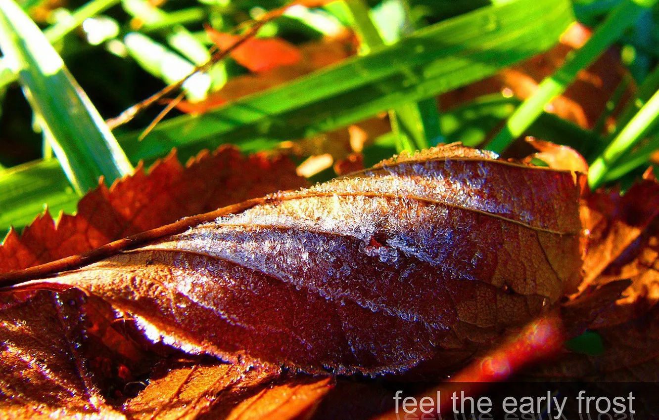 Photo wallpaper ice, autumn, leaves