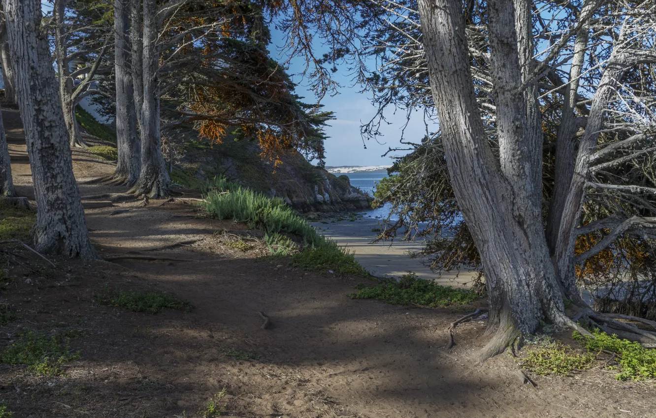 Photo wallpaper sea, forest, the sky, trees, trail