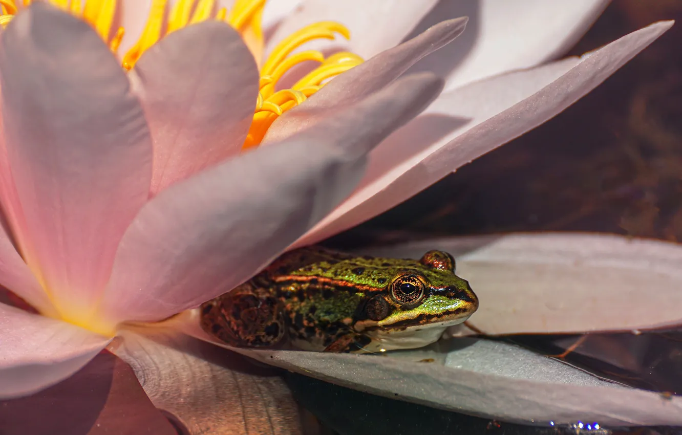 Photo wallpaper flower, macro, light, lake, pond, pink, frog, petals