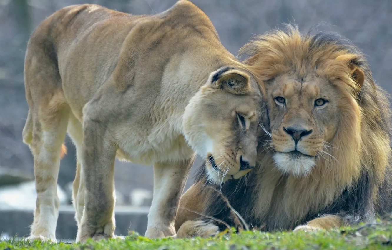 Photo wallpaper love, Leo, lions, lioness