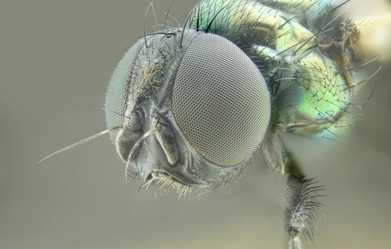 Photo wallpaper fly, background, portrait