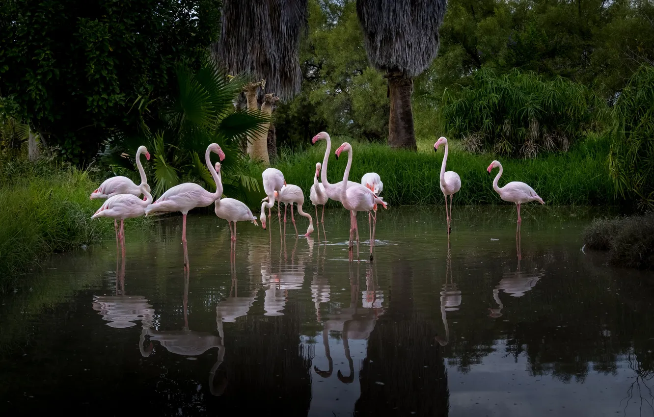 Photo wallpaper Flamingo, Namibia, Nadezhda Demkina