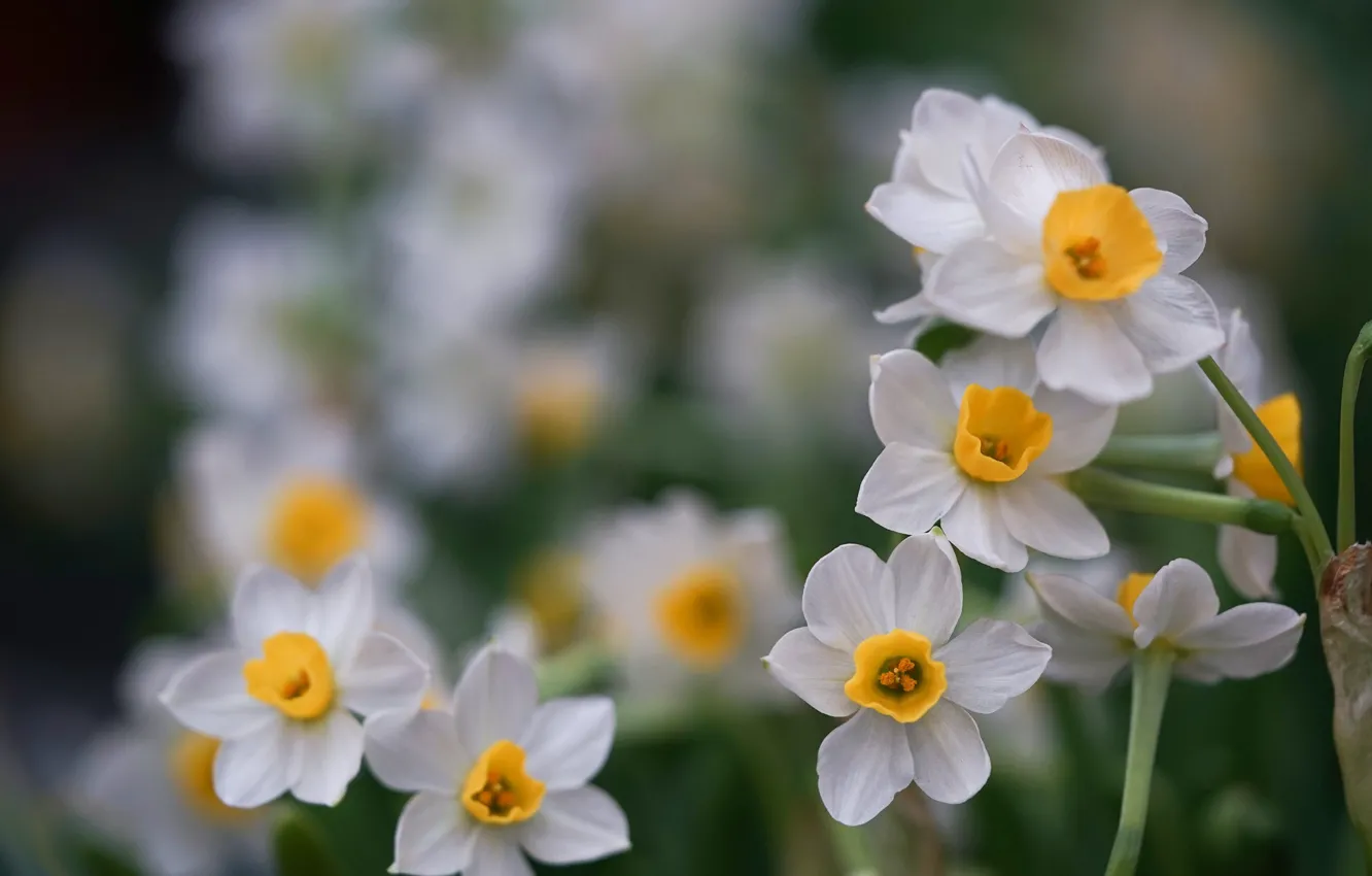 Photo wallpaper white, daffodils, bokeh