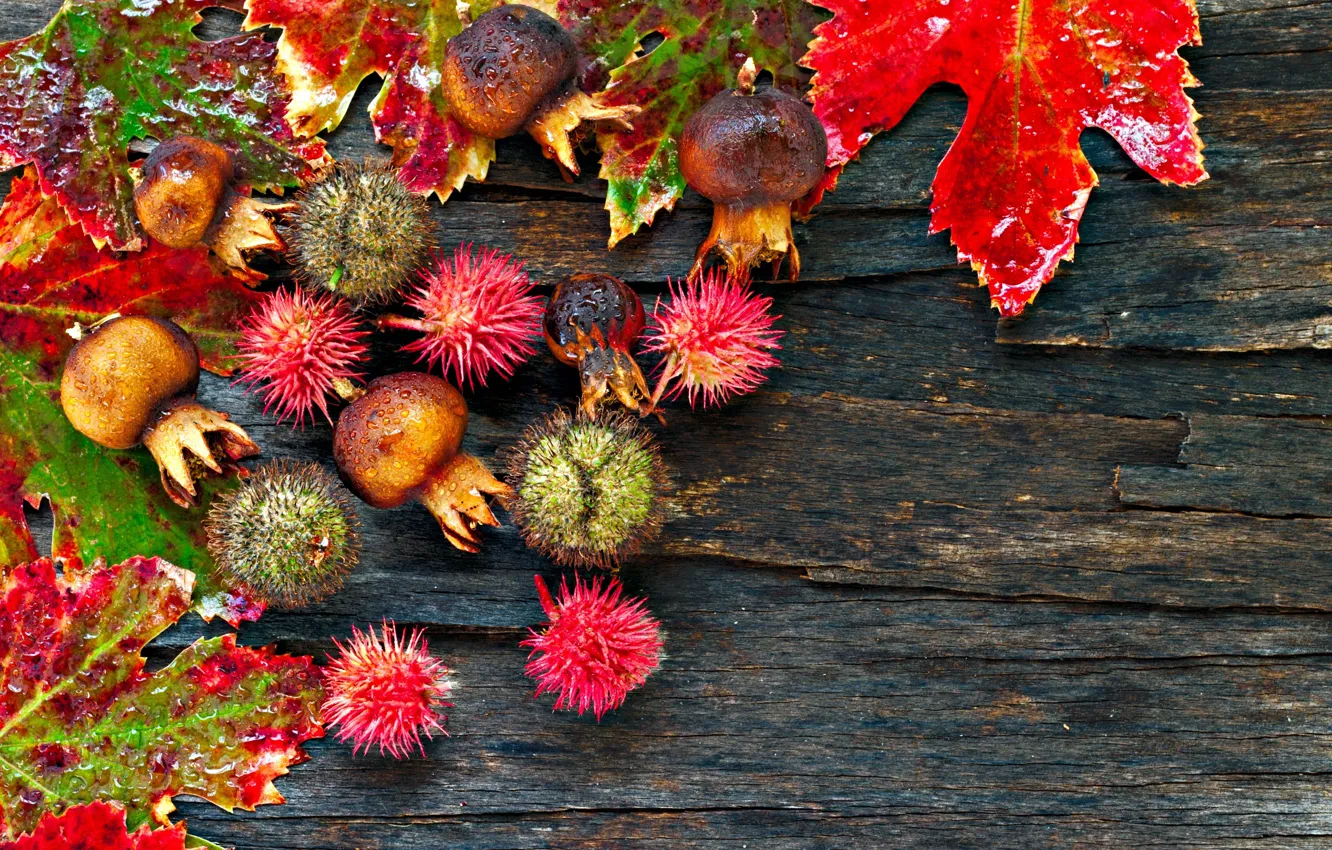 Photo wallpaper autumn, leaves, drops, wood, chestnuts