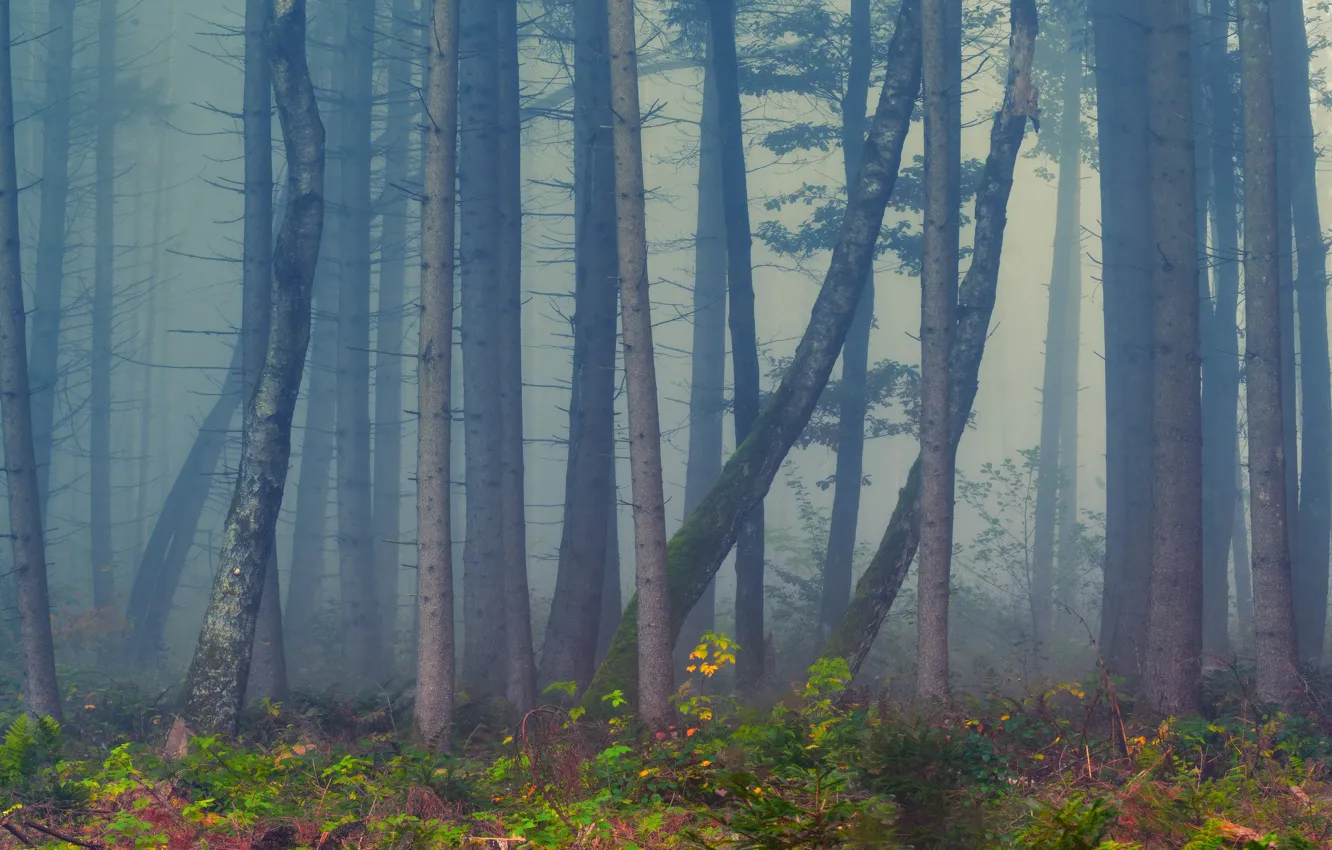 Photo wallpaper autumn, forest, trees, branches, fog, morning, haze, trunk