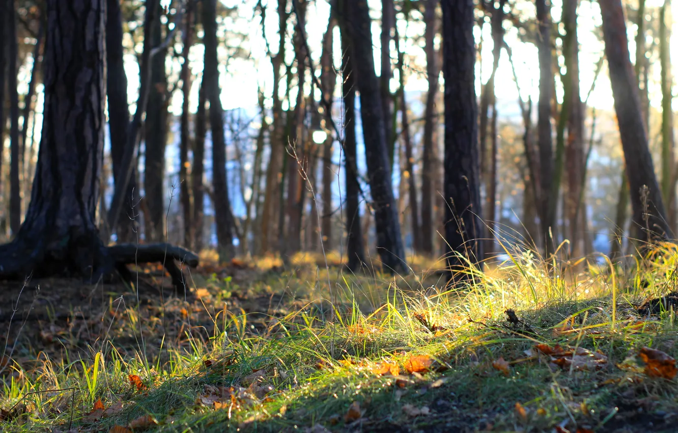 Photo wallpaper light, forest, park, autumn, sun