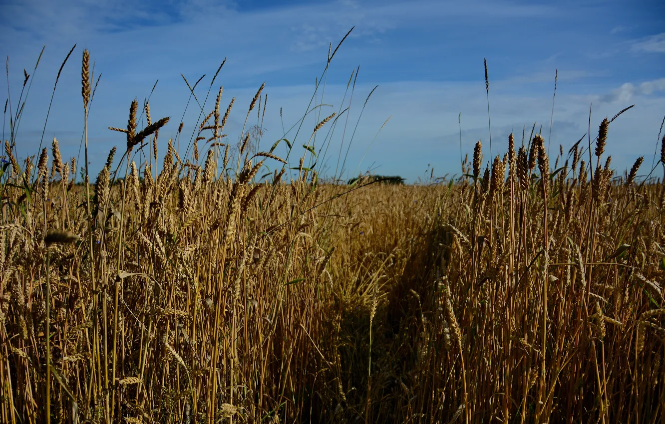 Photo wallpaper wheat, field, summer, the sky, landscape
