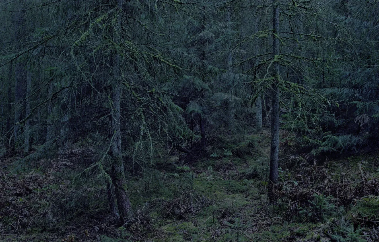 Photo wallpaper forest, trees, nature, Michael Lange