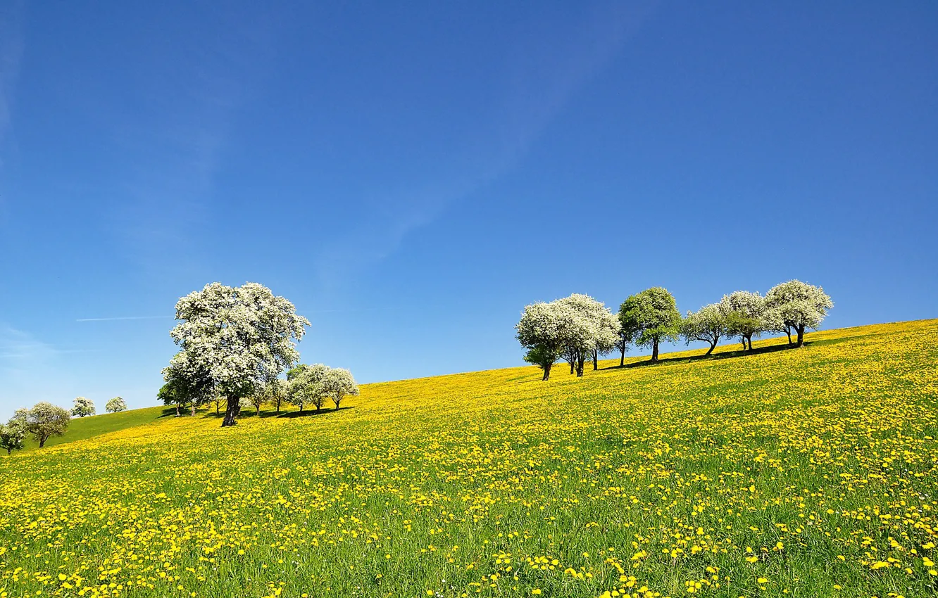 Photo wallpaper trees, landscape, flowers, Nature, meadow, blue sky