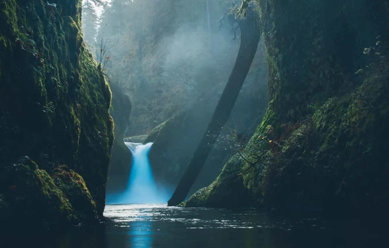 Photo wallpaper forest, water, nature, waterfall