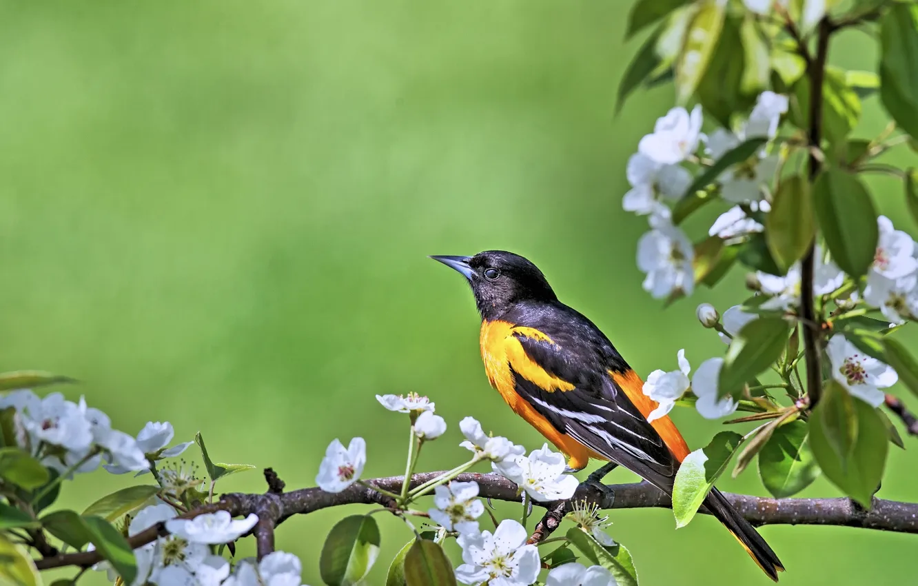 Photo wallpaper bird, branch, flowering, Oriole