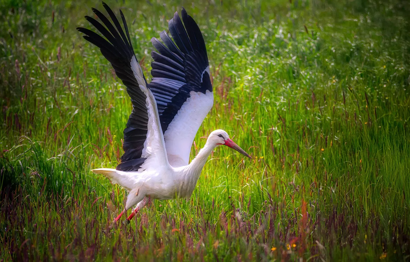 Photo wallpaper summer, bird, stork