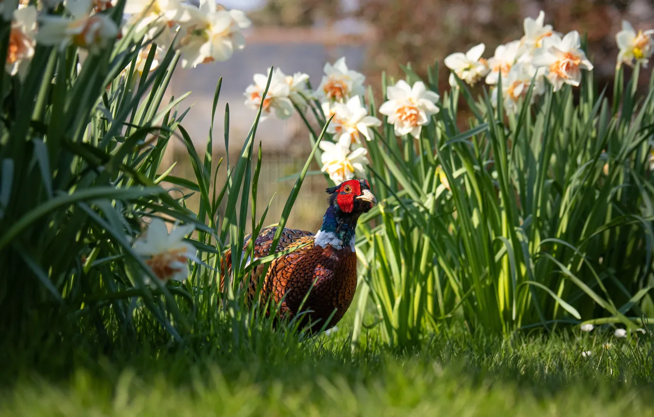 Photo wallpaper flowers, bird, spring, garden, daffodils, pheasant