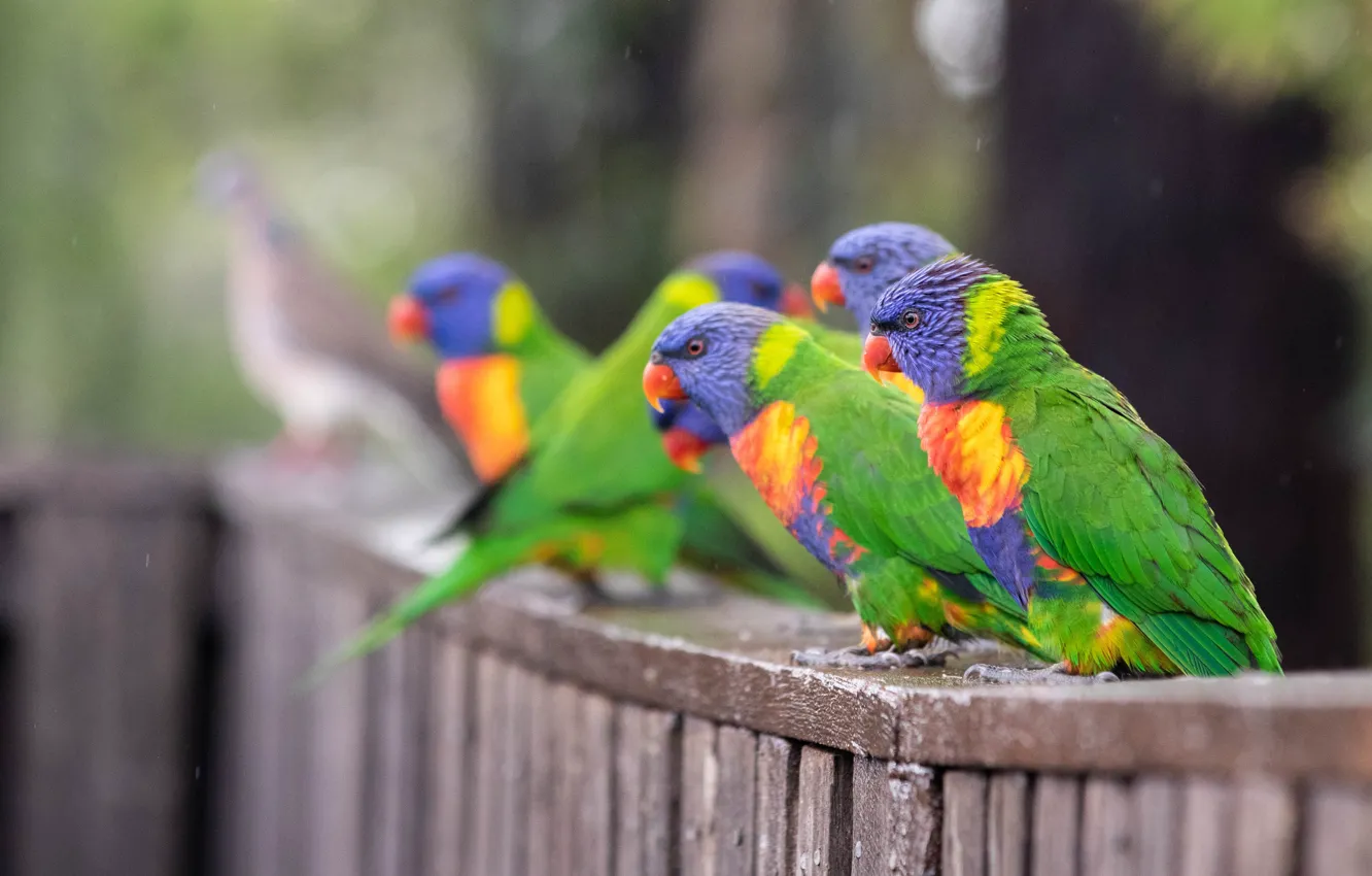 Photo wallpaper bird, Board, the fence, parrot, flock, bokeh, bright plumage, rainbow lorikeet