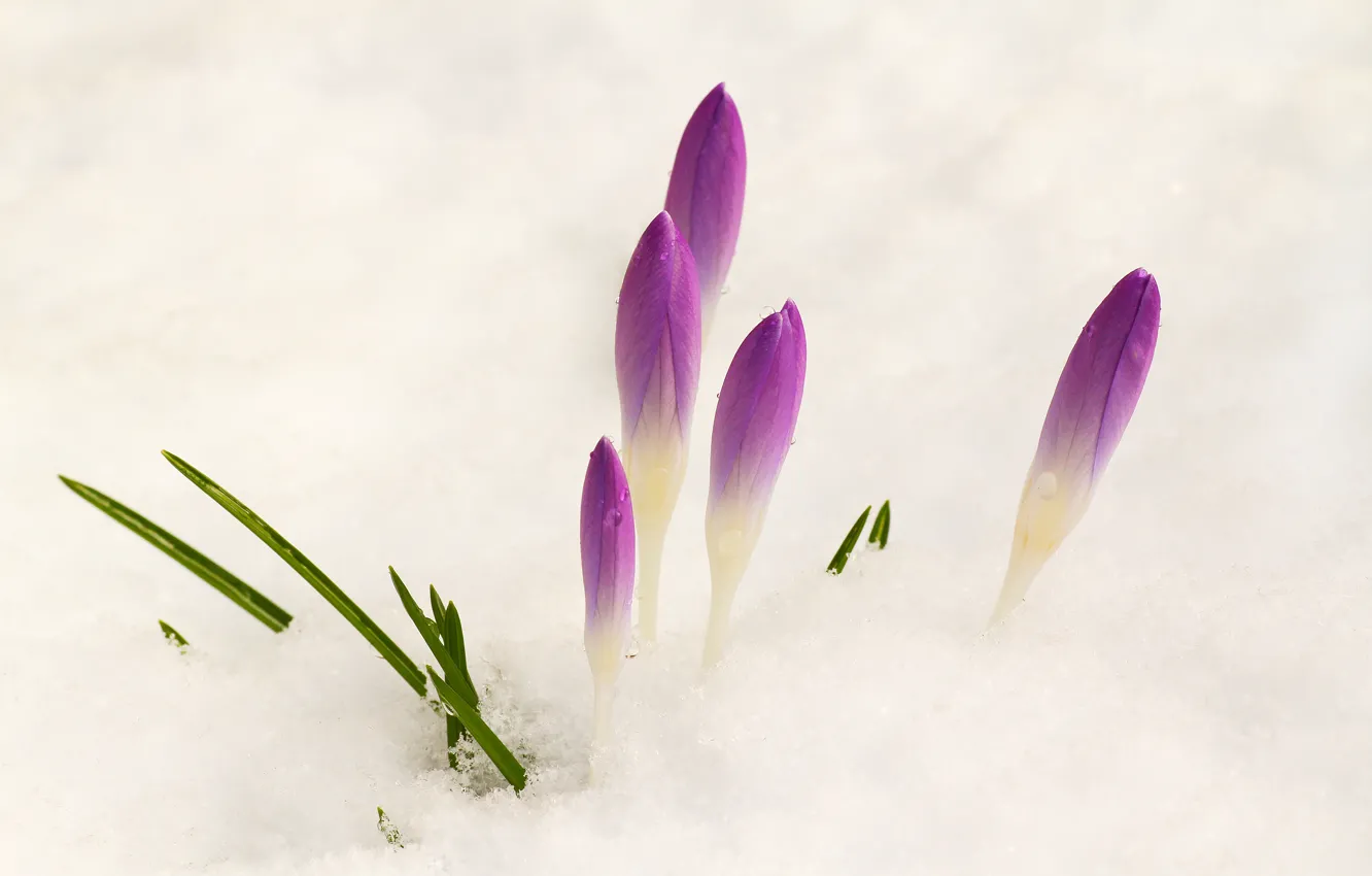 Photo wallpaper snow, flowers, spring, crocuses