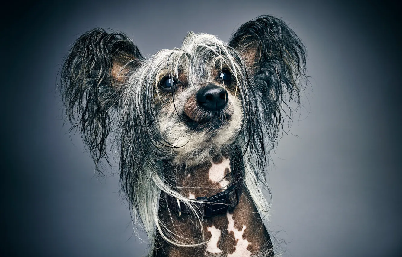 Photo wallpaper face, background, portrait, dog, shaggy, Chinese crested dog