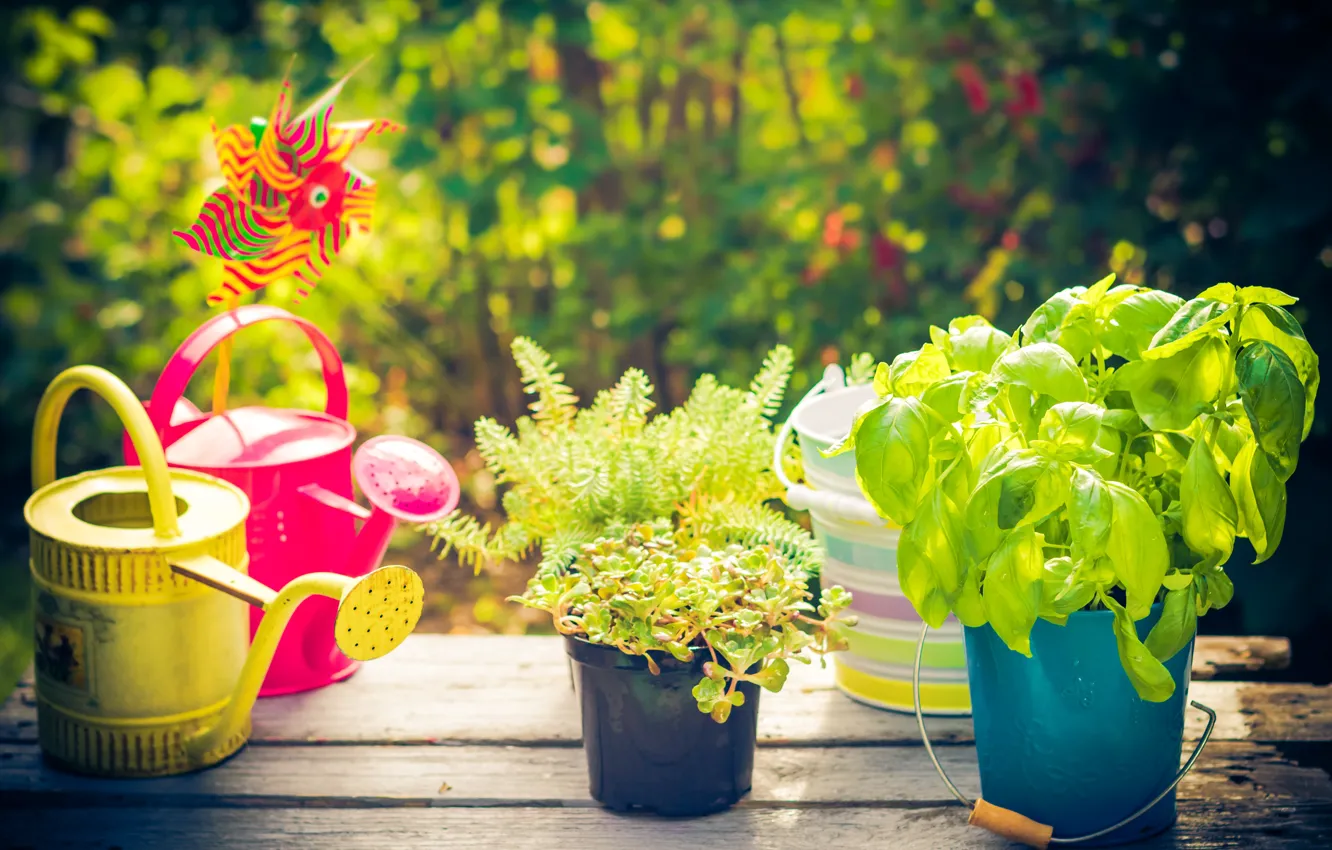 Photo wallpaper summer, flowers, pot, lake