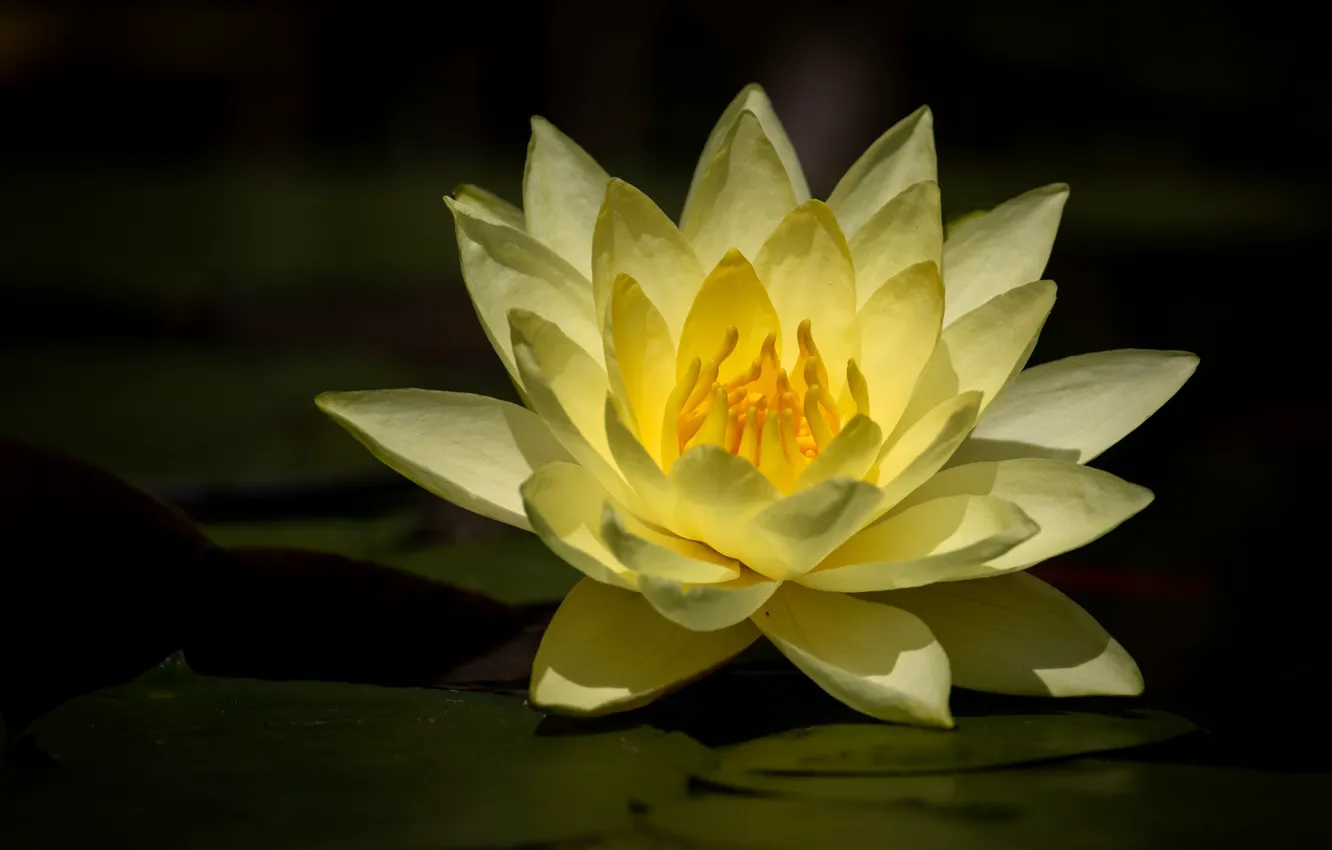 Photo wallpaper flower, the dark background, Lily, pond, yellow, Nymphaeum, water Lily