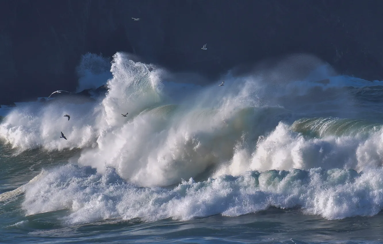 Photo wallpaper wave, birds, storm, the ocean, seagulls, The Atlantic ocean