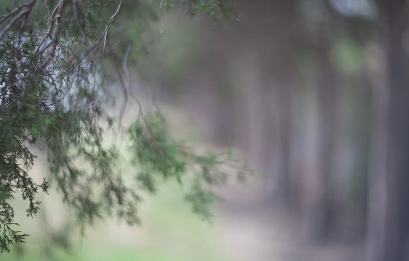 Photo wallpaper macro, trees, branches, style, movement