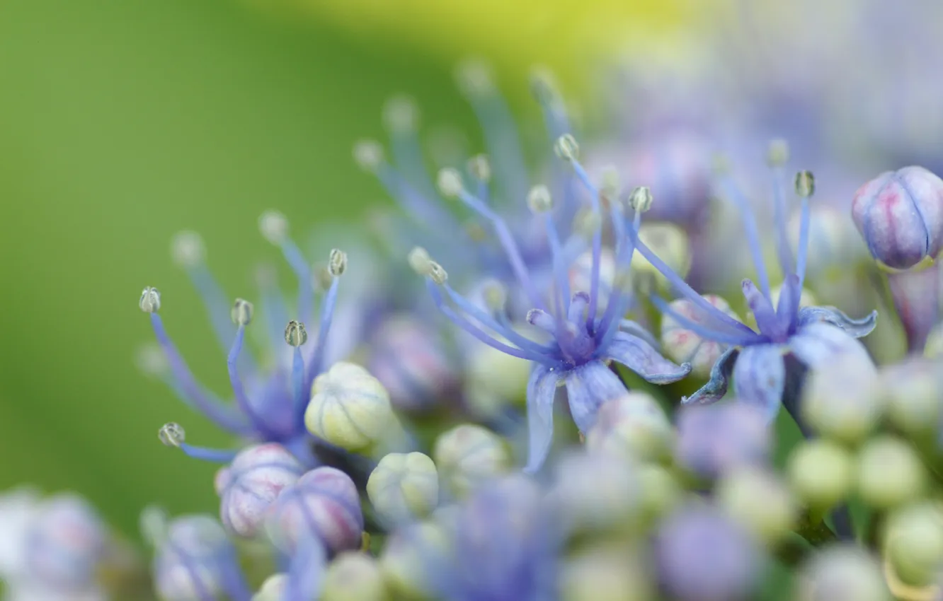 Photo wallpaper focus, buds, lilac, hydrangea