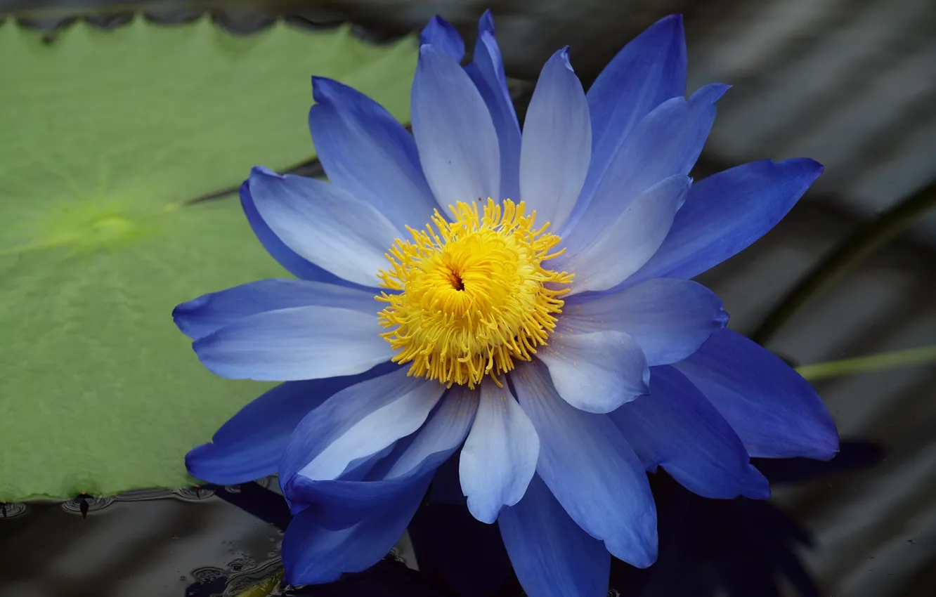 Photo wallpaper leaves, water, pond, strip, blue, shadow, stem, Lotus
