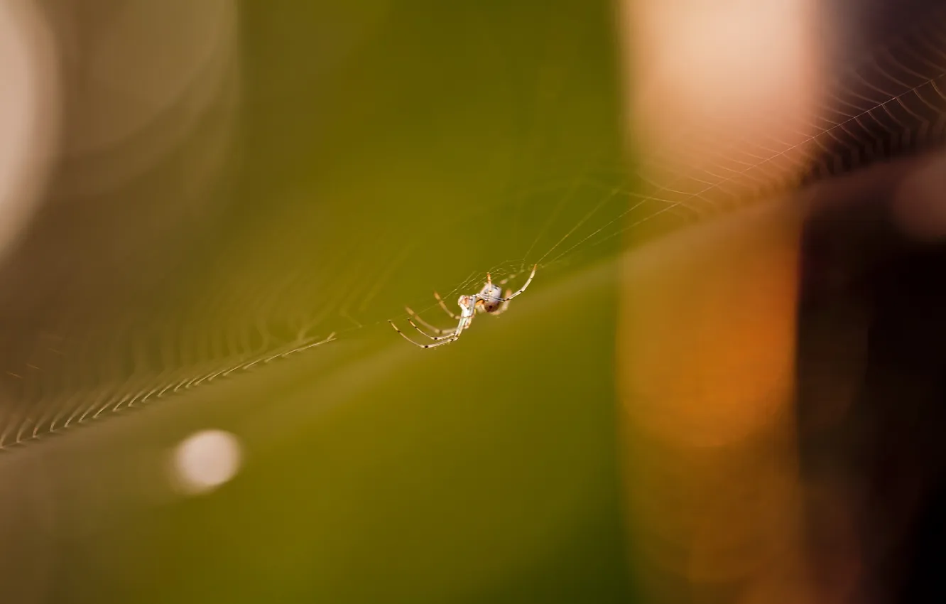 Photo wallpaper nature, web, spider
