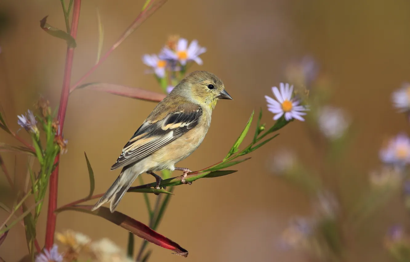 Photo wallpaper flowers, nature, bird