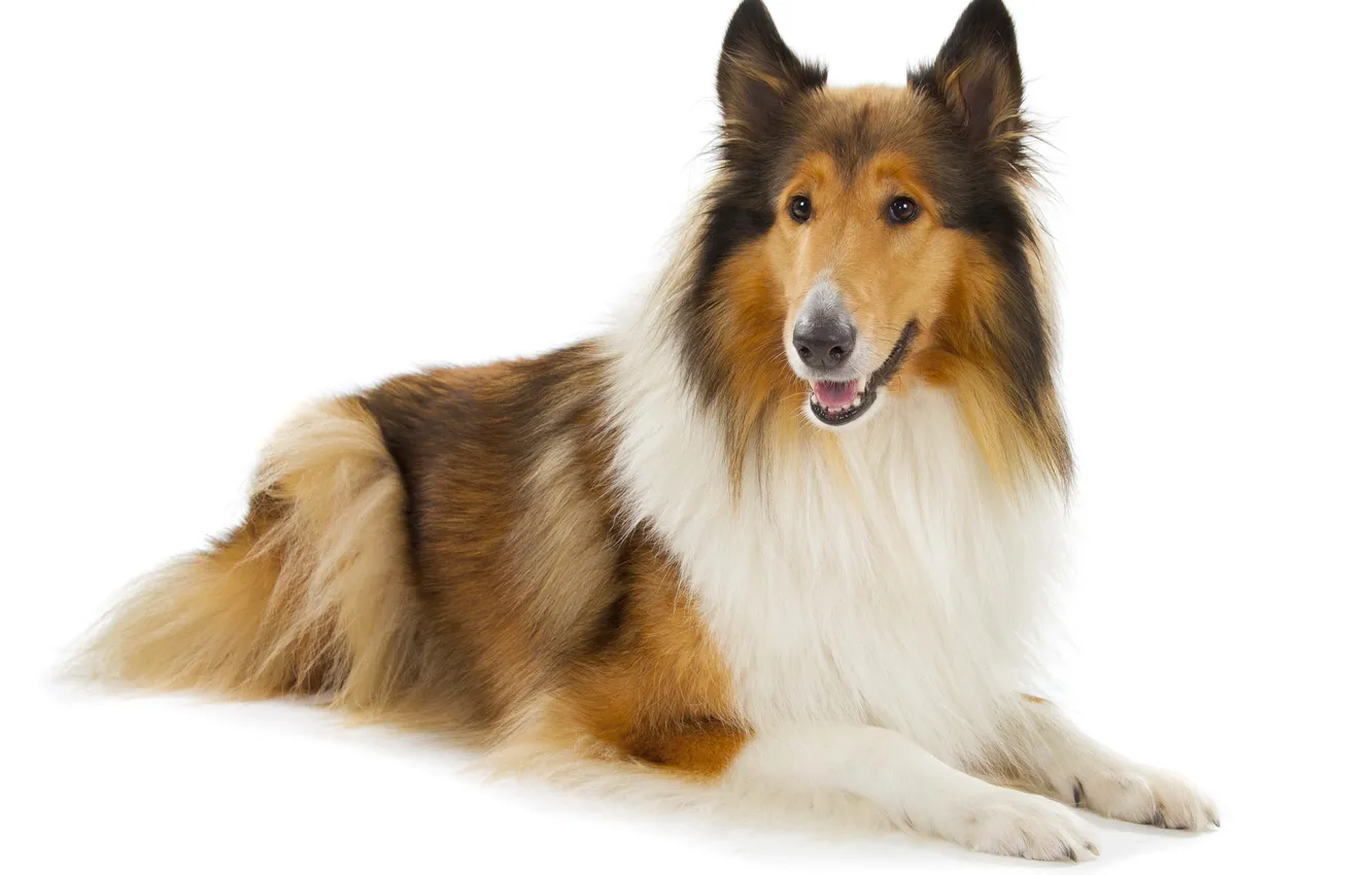 Photo wallpaper dog, collie, white background